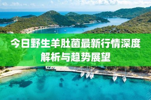 今日野生羊肚菌最新行情深度解析與趨勢(shì)展望