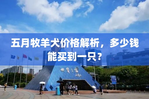 五月牧羊犬價格解析，多少錢能買到一只？