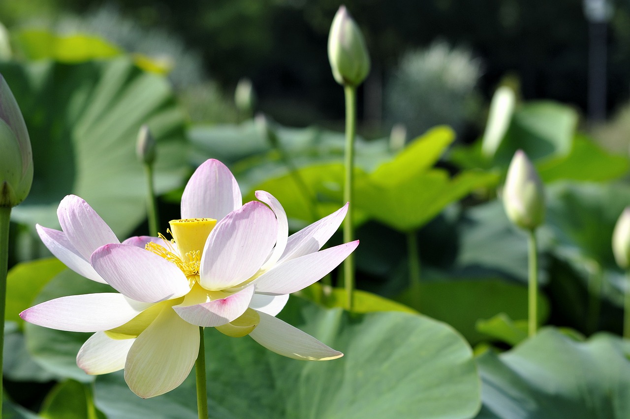 最新古詩(shī)詩(shī)歌的魅力與深刻內(nèi)涵