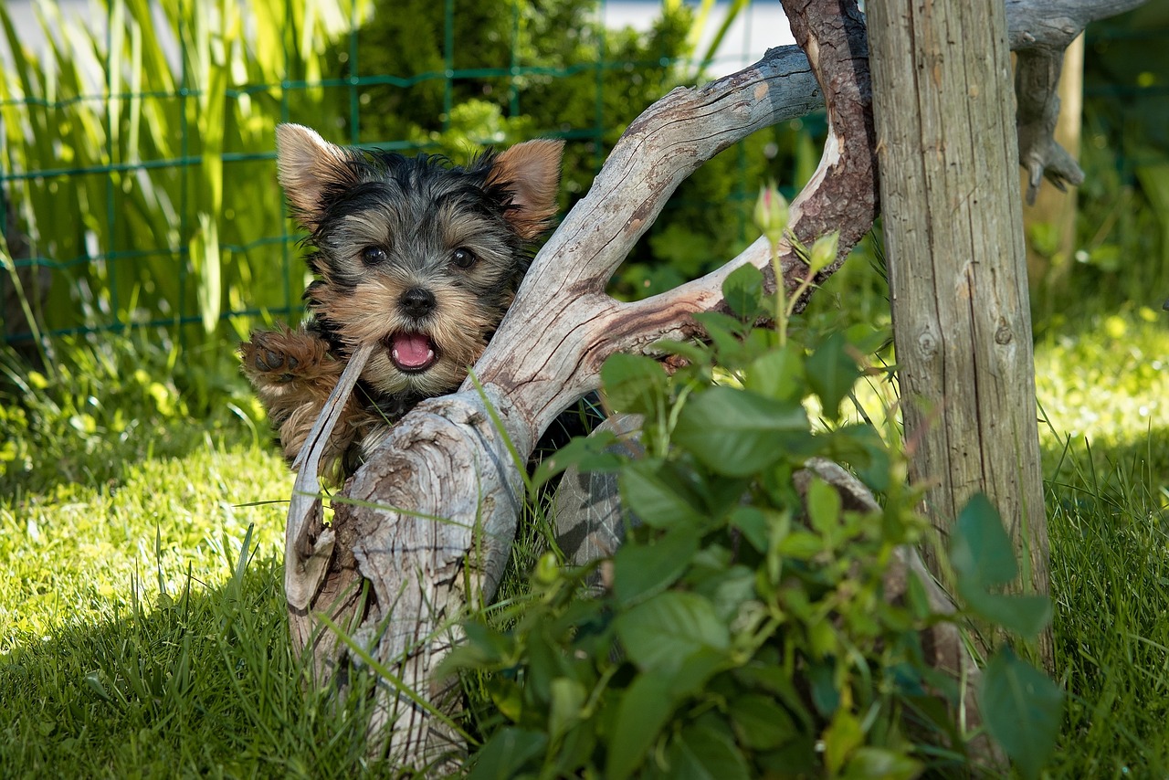 最新雜交犬種，探索無限可能的混合之美