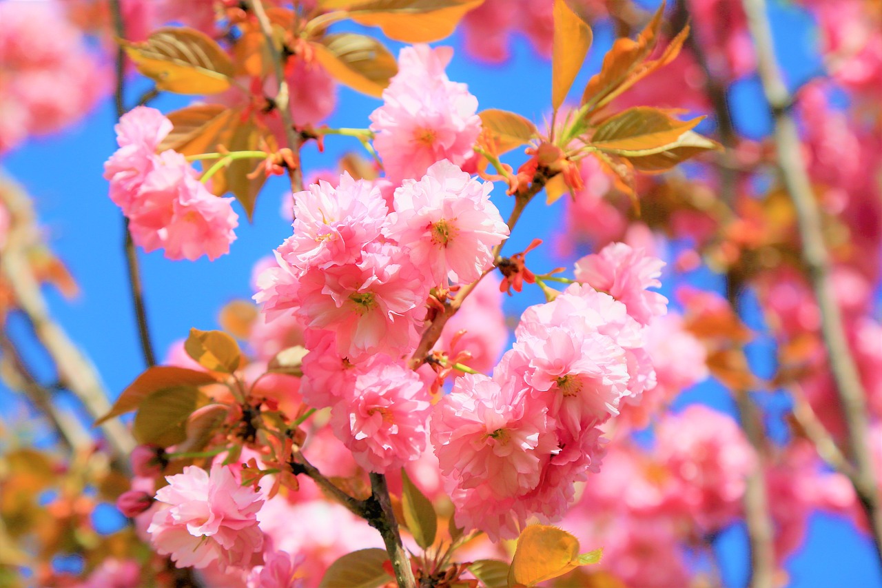 華笙江流最新動態(tài)，探索未來無限可能