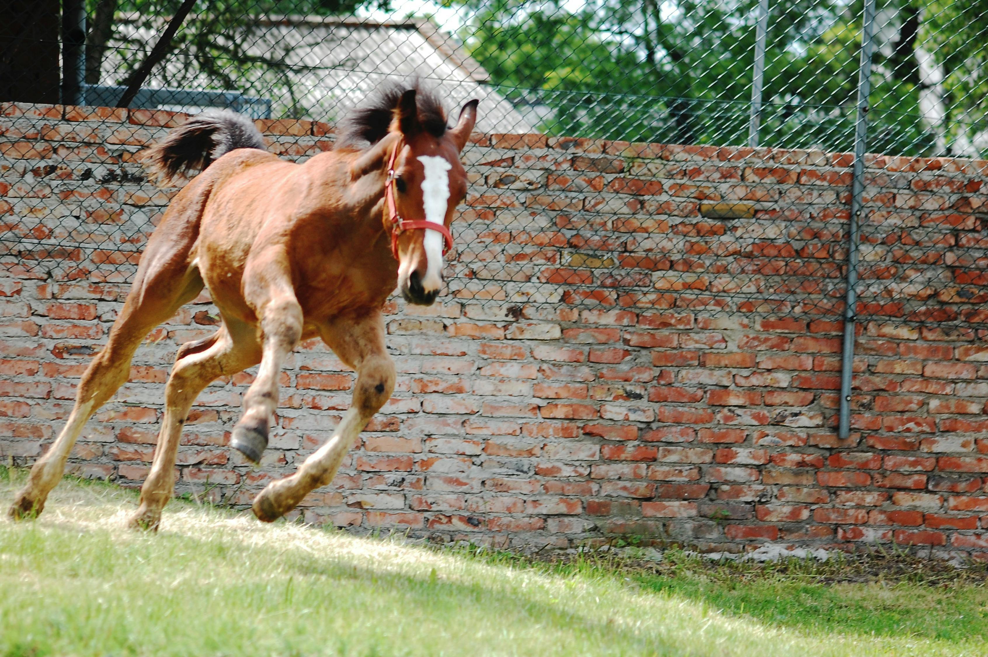 2024澳門特馬今晚開獎138期：38-2-18-17-42-16特：10