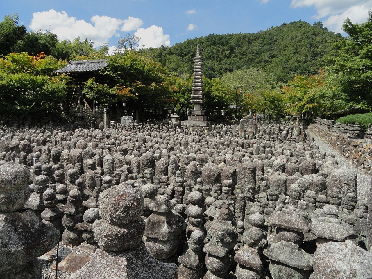 螞蟻森林今日最新動(dòng)態(tài)，綠色行動(dòng)的新里程碑進(jìn)展報(bào)告