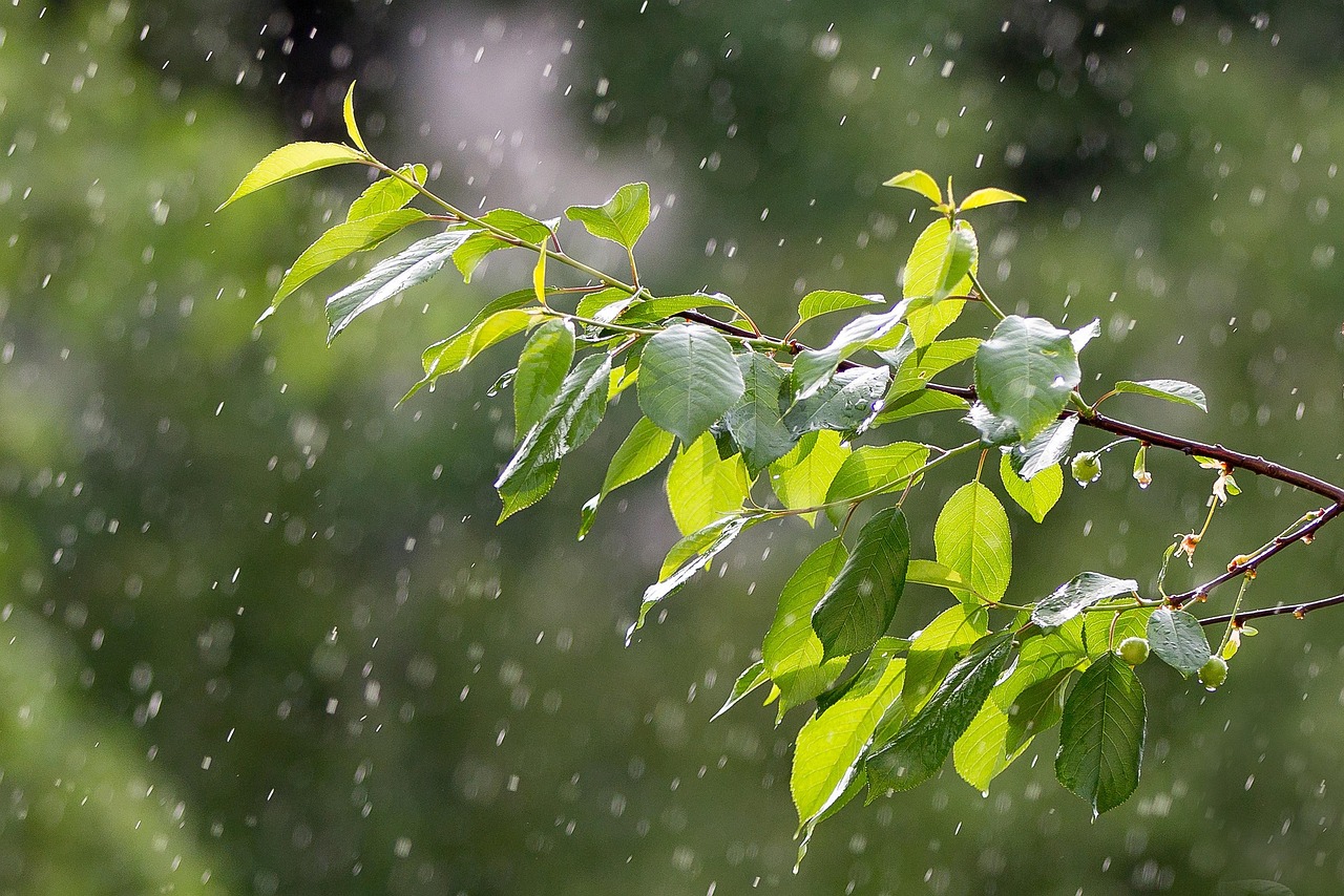 廣東暴雨預(yù)警更新，如何應(yīng)對(duì)連續(xù)暴雨天氣的挑戰(zhàn)