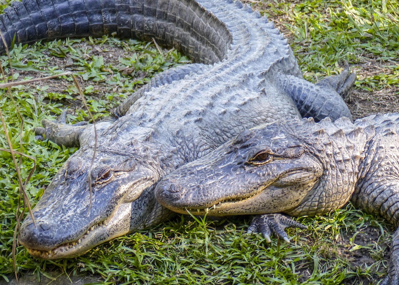 怪物獵人世界最新資訊深度解析與解讀