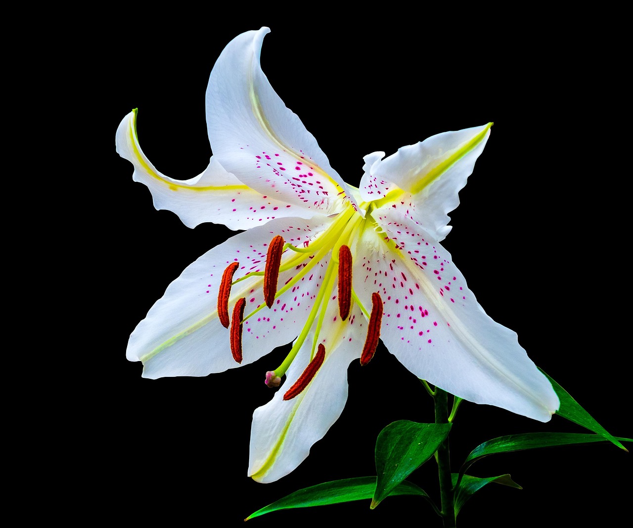 五月百合網(wǎng)，資本市場(chǎng)的綻放之花，是否為上市公司？