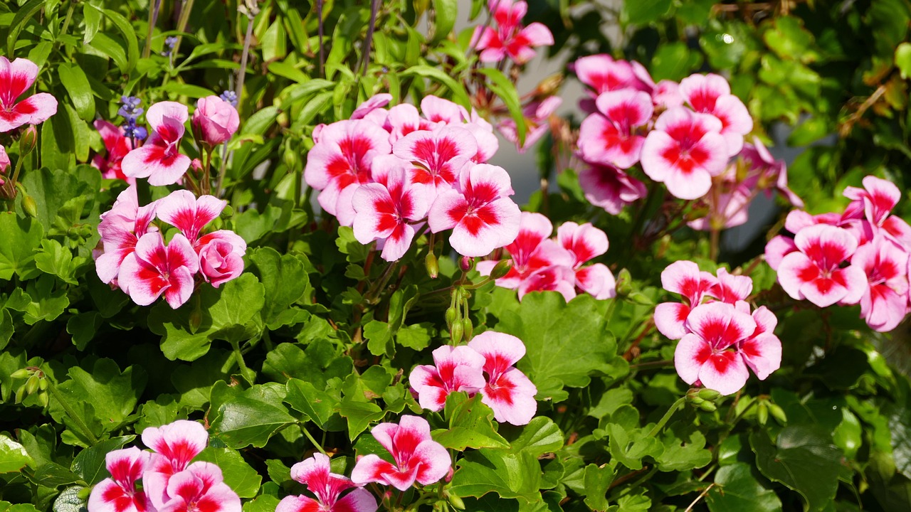 五月電視劇野薔薇，絢爛之花的傳奇故事