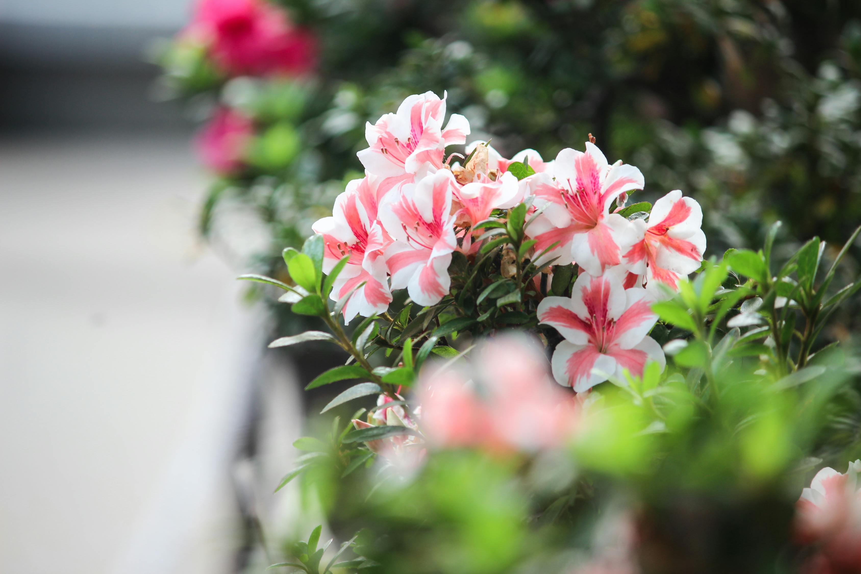 五月名花坊資訊，繁花似錦的季節(jié)，領(lǐng)略花的魅力